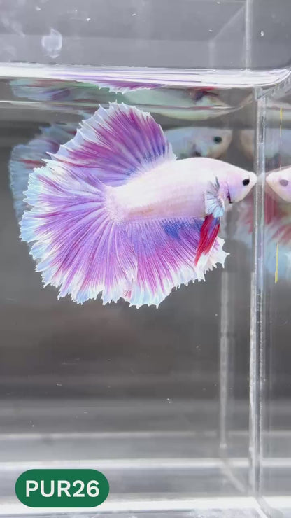 Purple Halfmoon Male Betta Fish | You Pick Fish | Order Directly From Farm