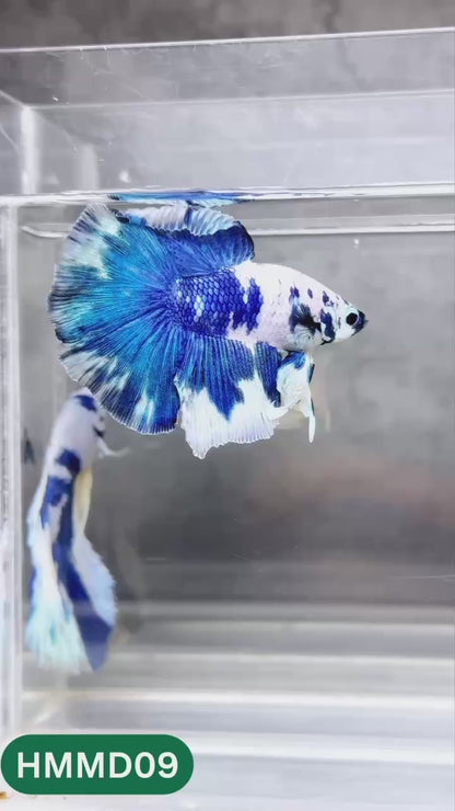 Blue Marble Dot Halfmoon Male Betta Fish | Order Directly From Farm | You Pick Fish