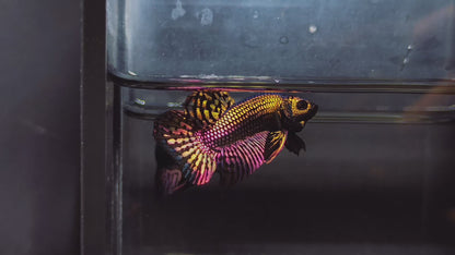 Wild Alien Copper Male Betta Fish