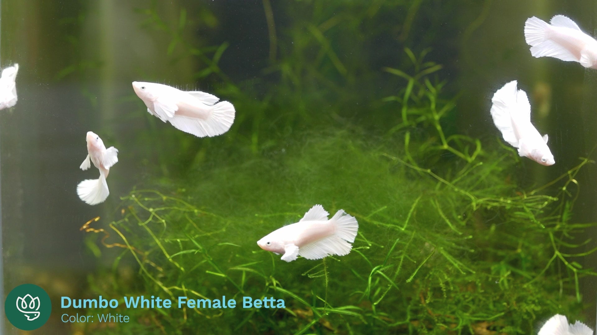 Female Betta Dumbo White 