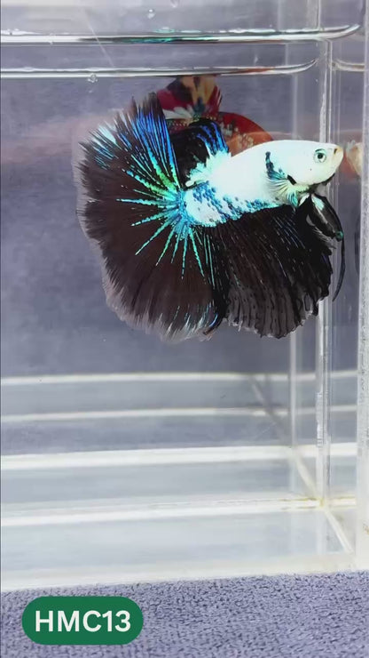 Multicolor Halfmoon Male Betta Fish | Order Directly From Farm | You Pick Fish
