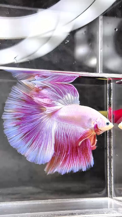 Pink Halfmoon Male Betta Fish | You Pick Fish | Order Directly From Farm