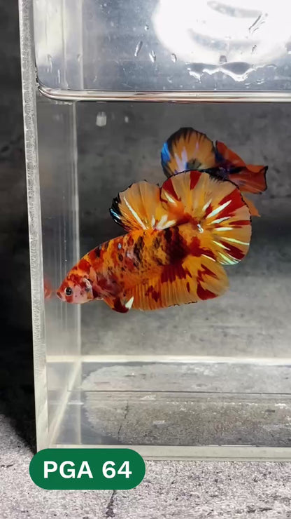 King Giant Plakat Male Betta Fish | You Pick Fish | High Grade