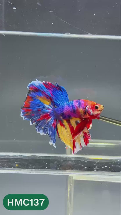 Multicolor Halfmoon Male Betta Fish | Order Directly From Farm | You Pick Fish