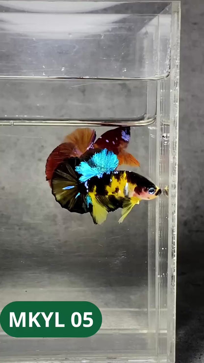 Koi Yellow Plakat Male Betta Fish | Show Grade | You Pick Fish