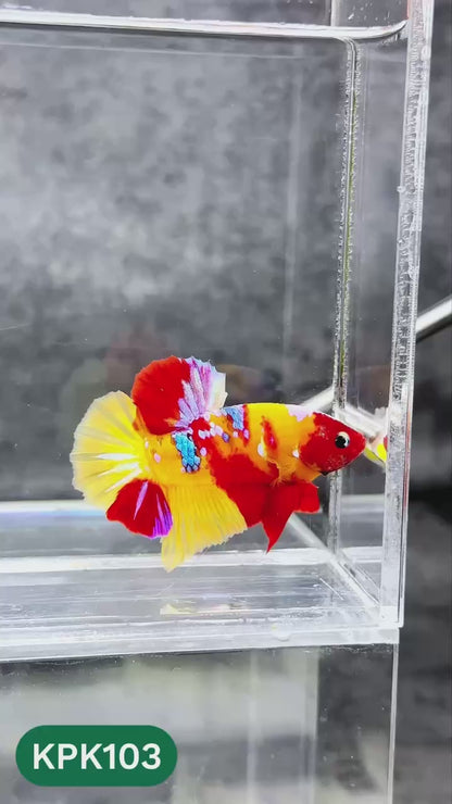 Multicolor Yellow Base Plakat Male Betta Fish | Order Directly From Farm |  You Pick Fish