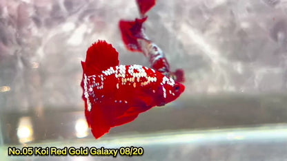 Golden Star Dust Galaxy Plakat Male Betta Fish | Super Rare | You Pick Fish