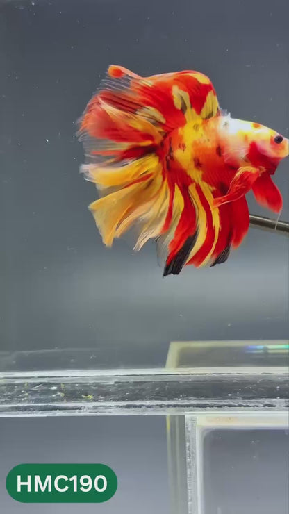 Multicolor Halfmoon Male Betta Fish | Order Directly From Farm | You Pick Fish