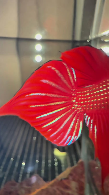 Red Wild Betta Splendens Hybrid Male