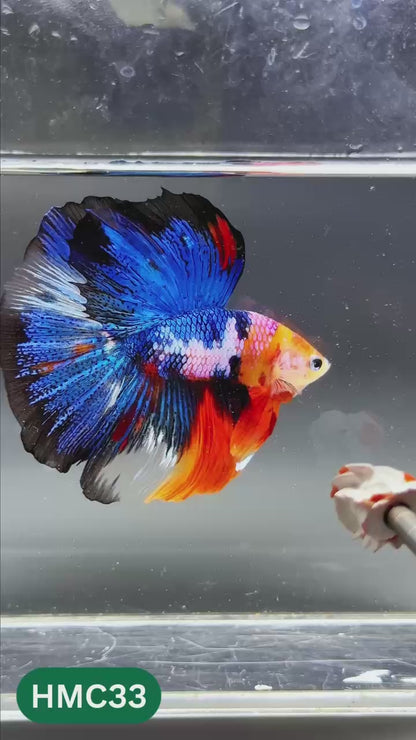 Multicolor Halfmoon Male Betta Fish | High Grade | Order Directly From Farm |  You Pick Fish |