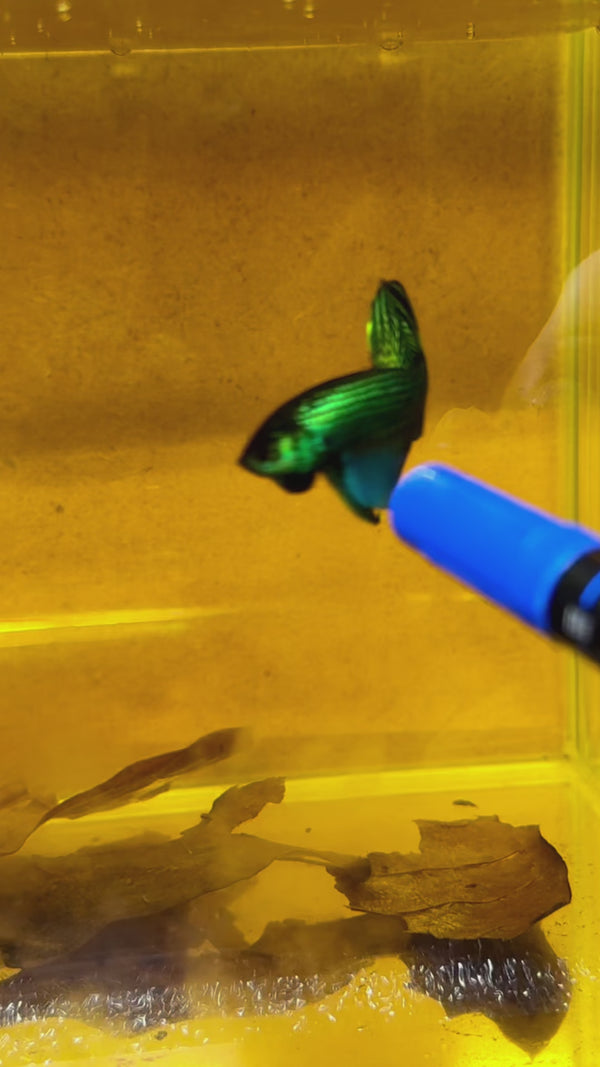 Wild Green Mahachaiensis Male Betta Fish — Swimming Video
