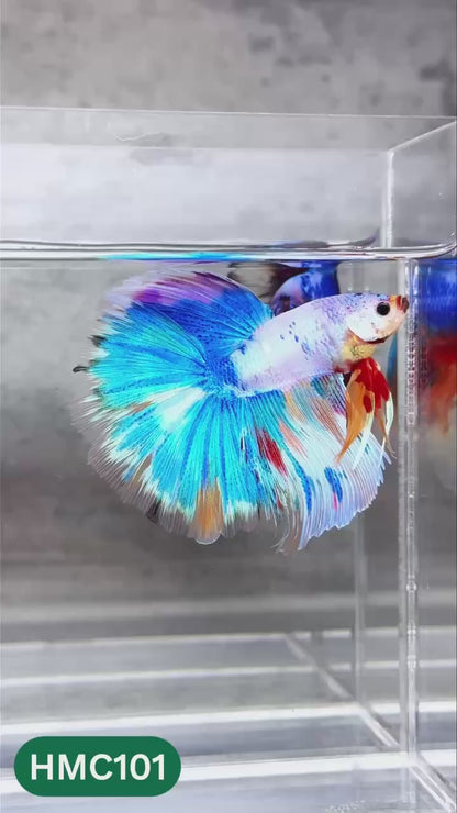 Multicolor Halfmoon Male Betta Fish | High Grade | Order Directly From Farm |  You Pick Fish |