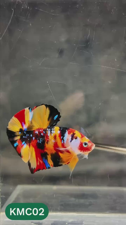 Multicolor Yellow Base Plakat Male Betta Fish | Order Directly From Farm |  You Pick Fish