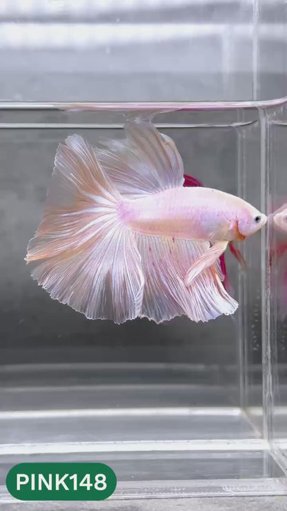 Pink Halfmoon Male Betta Fish | You Pick Fish | Order Directly From Farm