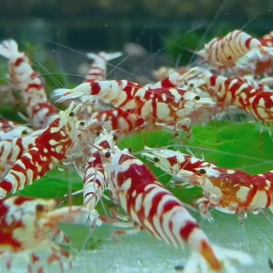 Red Fancy Tiger Caridina Shrimp