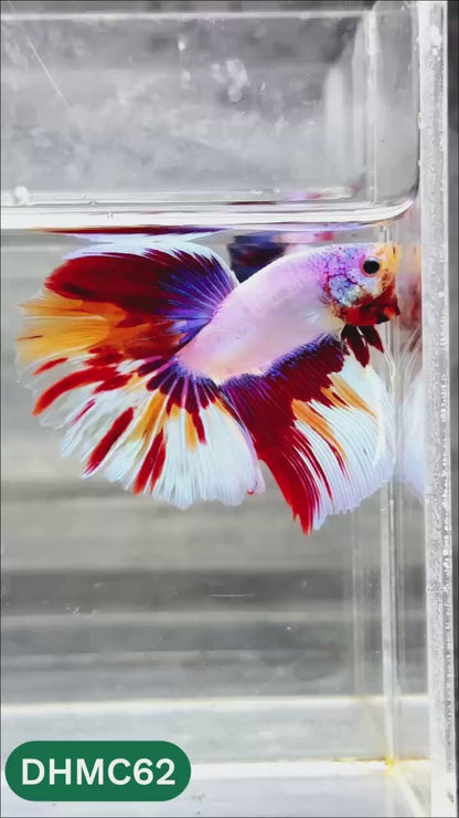 Multicolor Halfmoon Male Betta Fish | Order Directly From Farm | You Pick Fish