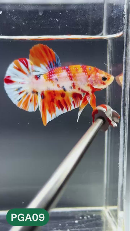 King Giant Plakat Male Betta Fish | You Pick Fish | High Grade
