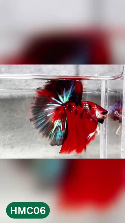 Multicolor Halfmoon Male Betta Fish | High Grade | Order Directly From Farm |  You Pick Fish |