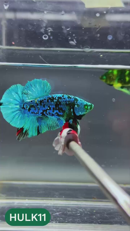 Galaxy Hulk Plakat Male Betta Fish | Exotic Grade | You Pick