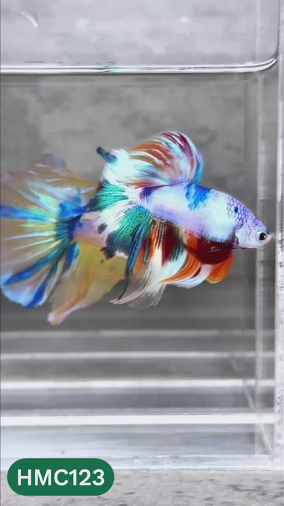 Multicolor Halfmoon Male Betta Fish | High Grade | Order Directly From Farm |  You Pick Fish |