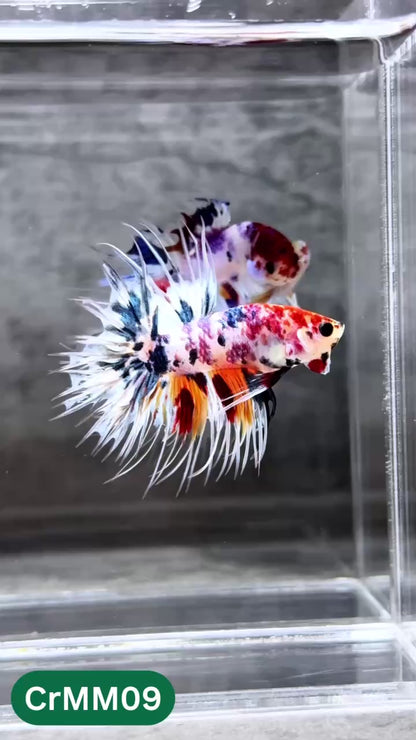 Crowntail Multicolor Male Betta Fish | High Grade | You Pick Fish |