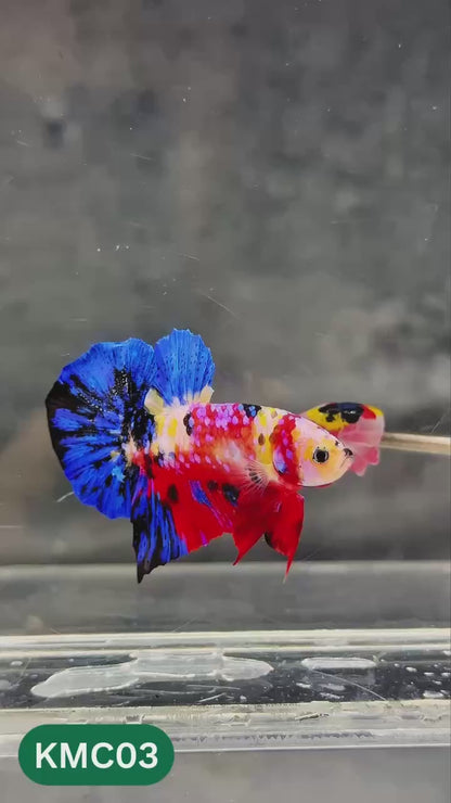 Multicolor Yellow Base Plakat Male Betta Fish | Order Directly From Farm |  You Pick Fish