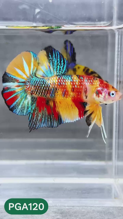 King Giant Plakat Male Betta Fish | You Pick Fish | High Grade