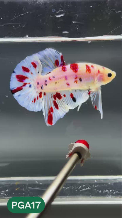 King Giant Plakat Male Betta Fish | You Pick Fish | High Grade
