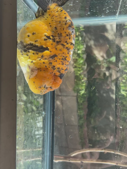 AAA Grade Giant Size Ranchu Tiger 6-7  Inches