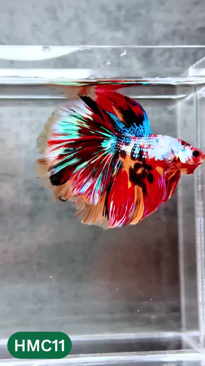Multicolor Halfmoon Male Betta Fish | High Grade | Order Directly From Farm |  You Pick Fish |