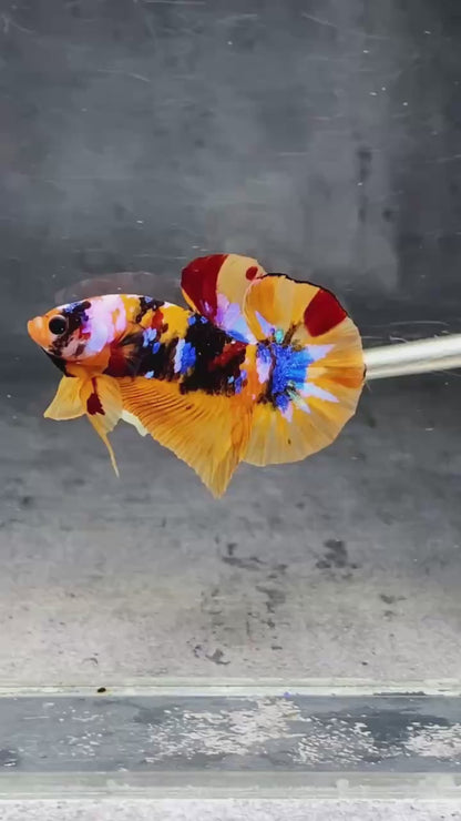 Multicolor Plakat Male Betta Fish |Show Grade|  You Pick Fish