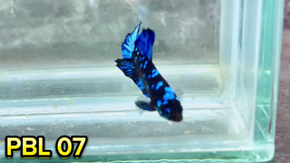 Black Star Nebula Plakat Betta | You Pick Betta | High Grade