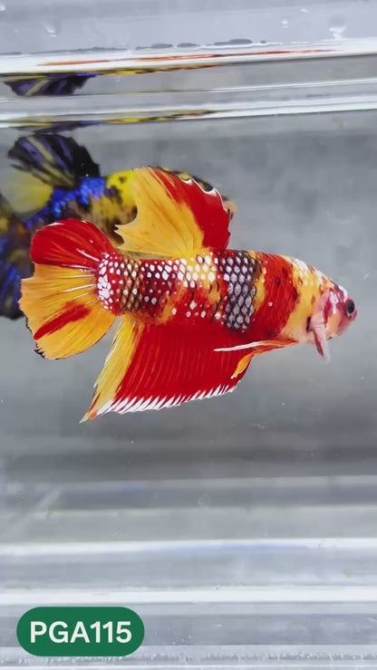 King Giant Plakat Male Betta Fish | You Pick Fish | High Grade