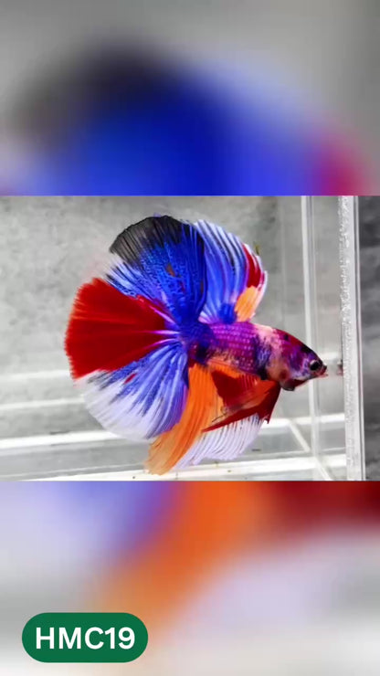 Multicolor Halfmoon Male Betta Fish | High Grade | Order Directly From Farm |  You Pick Fish |