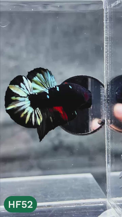 Dark Flame Hellfire Plakat Male Betta Fish | You Pick Fish | Exotic Betta