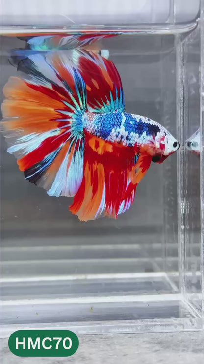 Multicolor Halfmoon Male Betta Fish | Order Directly From Farm | You Pick Fish