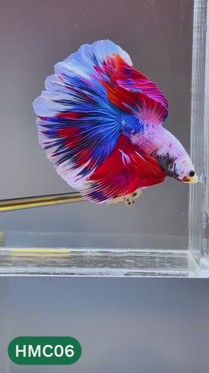Multicolor Halfmoon Male Betta Fish | High Grade | Order Directly From Farm |  You Pick Fish |