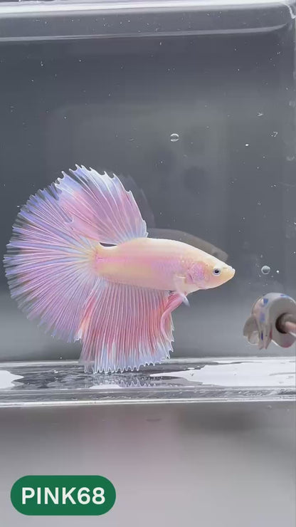 Pink Halfmoon Male Betta Fish | You Pick Fish | Order Directly From Farm