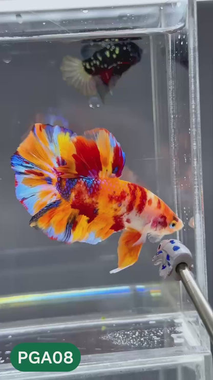King Giant Plakat Male Betta Fish | You Pick Fish | High Grade