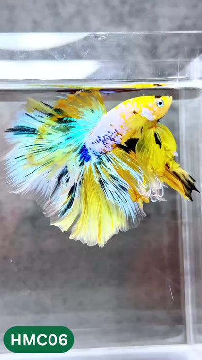 Multicolor Halfmoon Male Betta Fish | High Grade | Order Directly From Farm |  You Pick Fish |