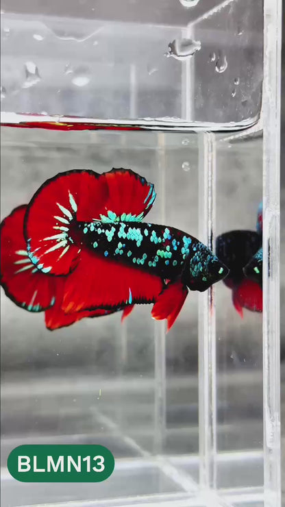 Dark Flame Hellfire Plakat Male Betta Fish | You Pick Fish | Rare Betta