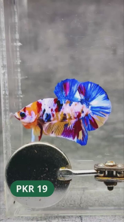 Multicolor Yellow Base Plakat Male Betta Fish | Order Directly From Farm |  You Pick Fish