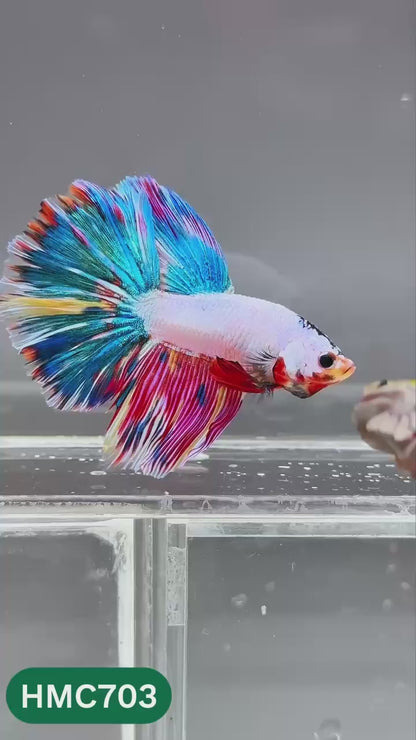 Multicolor Halfmoon Male Betta Fish | High Grade | Order Directly From Farm |  You Pick Fish |