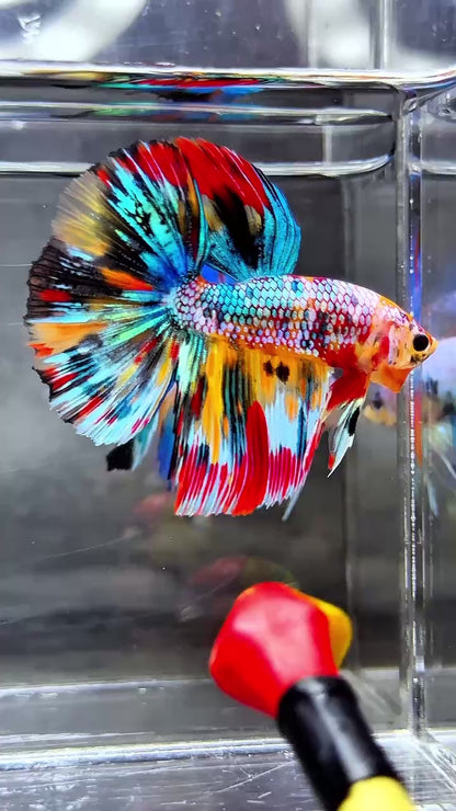 Multicolor Halfmoon Male Betta Fish | High Grade | Order Directly From Farm |  You Pick Fish |