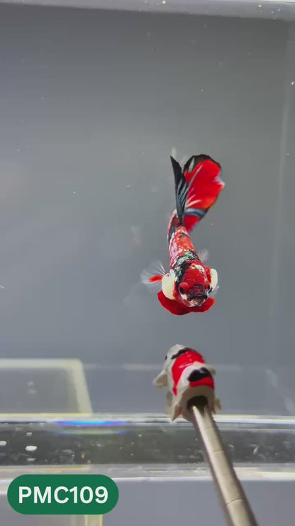 Multicolor Plakat Male Betta Fish |Show Grade|  You Pick Fish