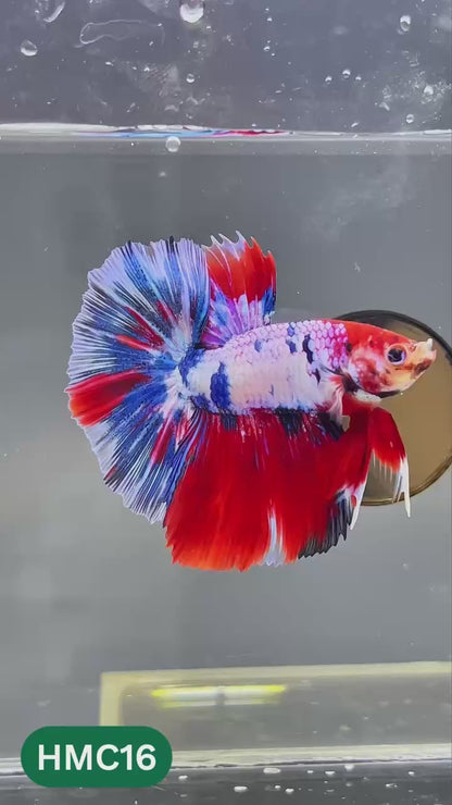 Multicolor Halfmoon Male Betta Fish | High Grade | Order Directly From Farm |  You Pick Fish |