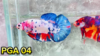 King Giant Plakat Male Betta Fish | You Pick Fish | High Grade