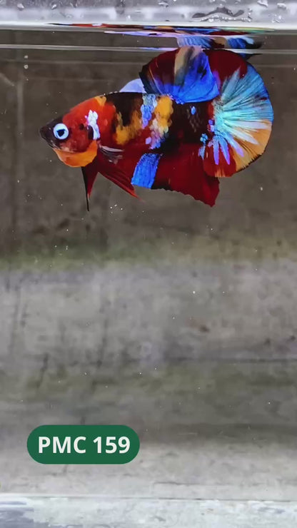 Multicolor Plakat Male Betta Fish |Show Grade|  You Pick Fish