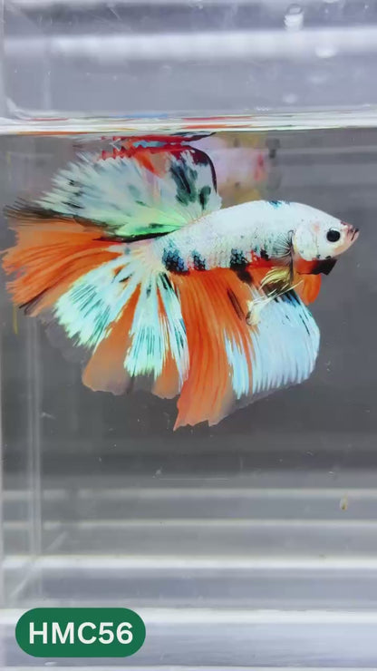Multicolor Halfmoon Male Betta Fish | Order Directly From Farm | You Pick Fish