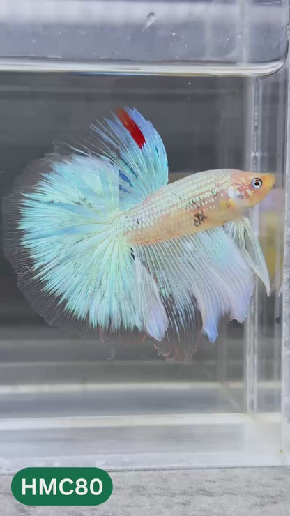 Multicolor Halfmoon Male Betta Fish | Order Directly From Farm | You Pick Fish